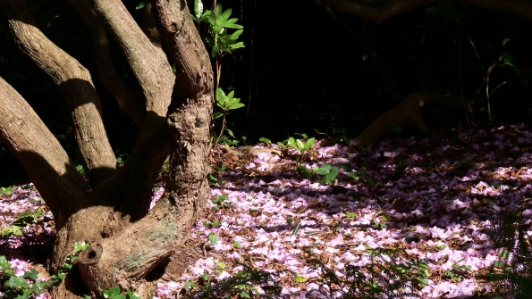 Bois des Moutiers (17) Juin 2012